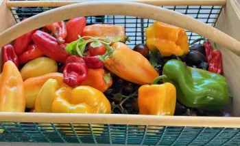 a rainbow of peppers in a basket