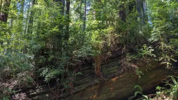 Common native understory huckleberry shrubs in redwood and mixed Evergreen forests of Northern California