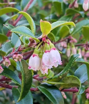 Healthy huckleberry leaves and blossoms