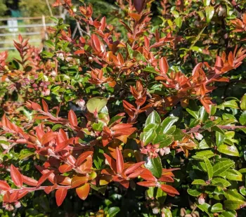 Evergreen huckleberry with fruit