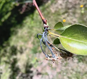 A pear shoot with dead flowers indicating a fire blight infection.