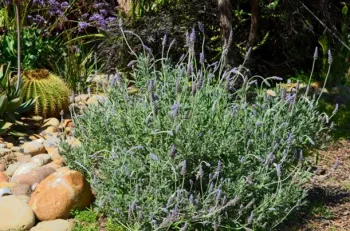 French Lavender (Lavandula dentata)
