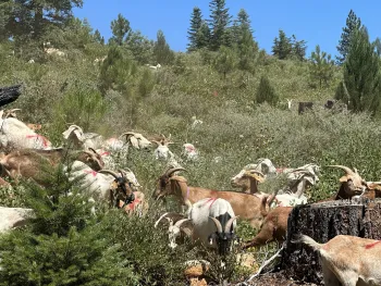 A herd of goats grazing on understory shrub species in a mixed-conifer forest.