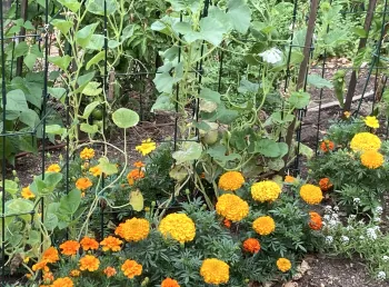 Marigolds planted to repel root knot nematodes and attract hover flies