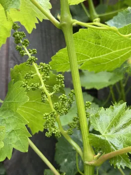 Photo of grapes growing on a vine.