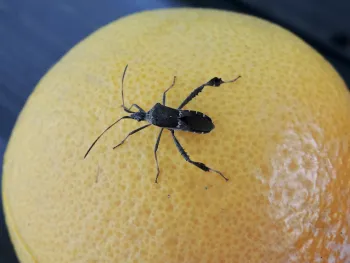 Photo of a black, adult, leaffooted bug.