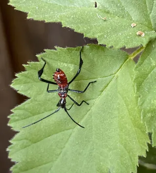 Photo of a red and black leaffooted bug nymph resting on a green leaf.