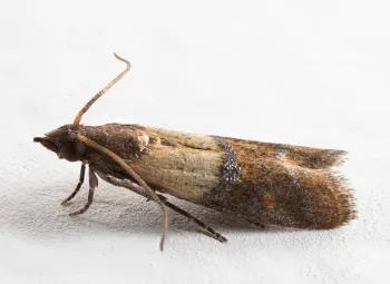 Dark brown moth on a white background