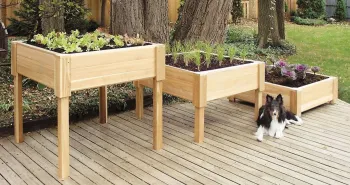 Three wooden raised garden beds filled with plants sit on a deck, with a dog resting on the deck in front of the smallest bed. Tree trunks and lawn is in the background.