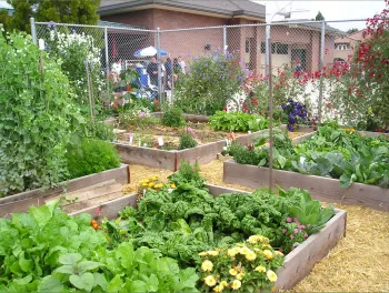 A garden with four wooden raised garden beds filled with lush green vegetables and flowers, bordered by a chain-link fence and a building.