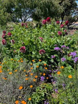 Red and White bush dahlias in Harvey’s Garden
