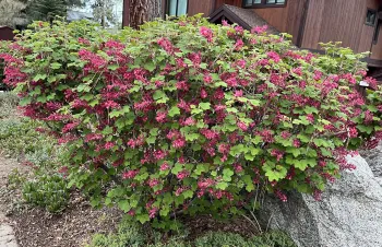 Red Flowering Currant, Ribes sanguineum, during its springtime bloom in a Tahoe backyard.