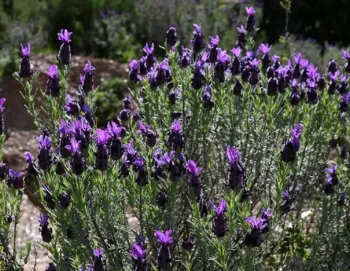 Spanish Lavender (Lavandula stoechas)