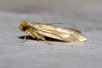 Light tan-colored moth