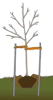 A young tree showing a cross-section of how deep to plant root ball, where mulch should be placed, and the placement of a stake on either side of the trunk, about halfway up, and connected with flexible ties.