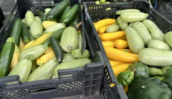 an array of summer squash in crates