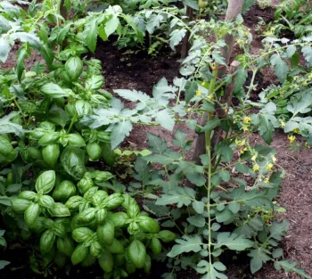 aromatic basil planted next to tomatoes to repel pests