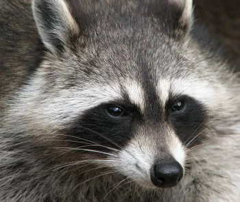 closeup of a raccoon face