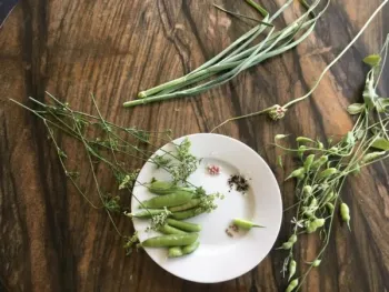 Sugar Snap Peas that have been harvested along with other garden herbs