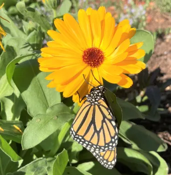monarch butterfly on calendula flower