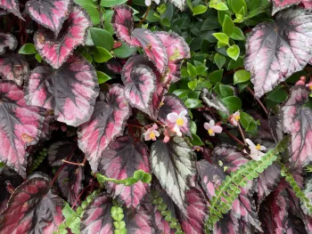 Rex begonia with multicolored leaves