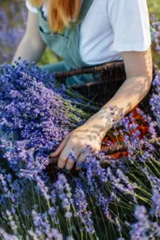 person harvesting bushels of lavender
