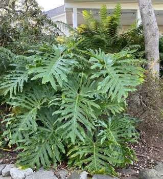 philodendron, an evergreen shrub native to Brazil with deeply cut leaves and aerial roots