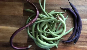 purple and green pole beans fresh from the garden