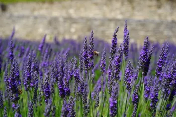 purple blooming lavender growing densely