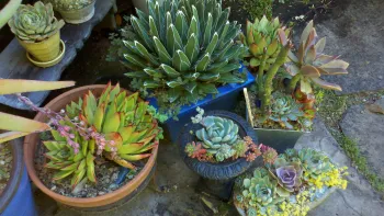 Succulent containers featuring different succulent varieties