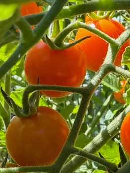 sungold cherry tomatoes growing on a tomato plant