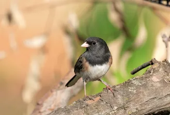 Dark-eyed Junco. Karen White