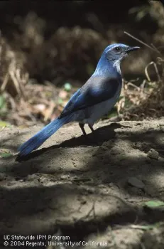 Scrub jays like this one are common in our area. UC IPM Program