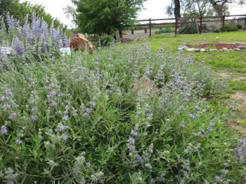 Bee's Bliss salvia is a good alternative to invasive ground covers like vinca major. Brent McGhie