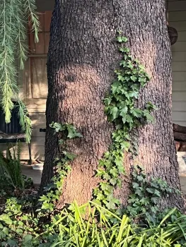 English ivy respects no boundaries. J.C. Lawrence