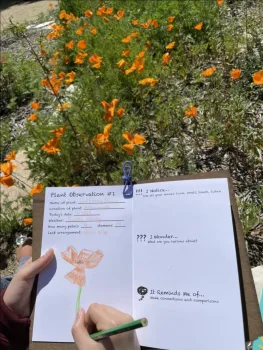 Observation notes and drawing of a California Poppy (Eschscholzia californica) in a participant's nature journal from the UC MG event.