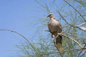 Image of an Eurasian collared dove resting on a tree branch.