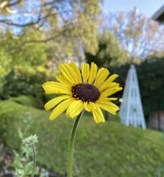 Encelia California or bush sunflower