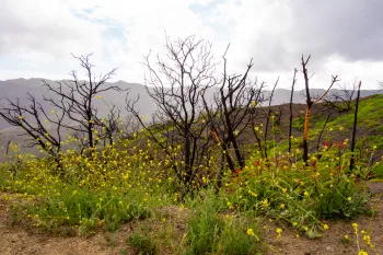 New weed growth in burned area of Santa Monica Mountains.