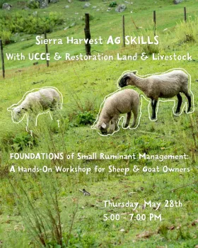A flyer for an agricultural workshop featuring a background photo of three sheep—one larger with a black face and two smaller lambs—grazing in a lush green, hilly pasture with a wire fence in the distance. The sheep are highlighted with playful, hand-drawn white outlines. The text on the flyer reads: Top: Sierra Harvest AG SKILLS With UCCE & Restoration Land & Livestock Middle: FOUNDATIONS of Small Ruminant Management: A Hands-On Workshop for Sheep & Goat Owners Bottom Right: Thursday, May 28th, 5:00 – 