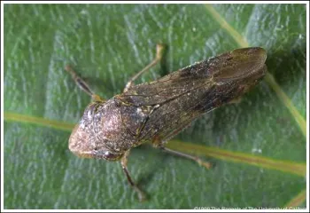Glassy-winged sharpshooter on a green leaf