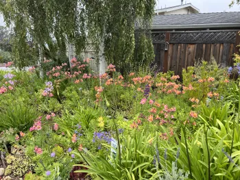 Sunny front yard flower bed