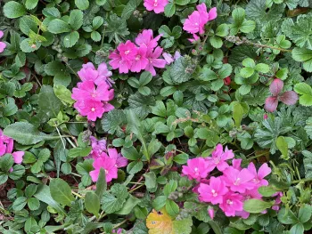 mix of California native ground cover with pink flowers