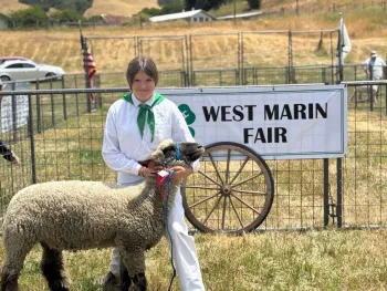 Youth member exhibiting her sheep at the West Marin Fair