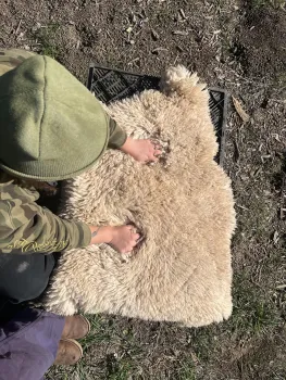 A person burying their hands into the thick white wool of a tanned, wool on hide.