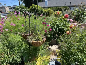 The Juniper Front Community Garden shows raised garden beds full of green foliage, milkweed, red and orange roses, pink cosmos and a variety of flowers in hanging baskets. There are vining plants and corn along a fence in the background, with a house and apartment buildings beyond the garden.
