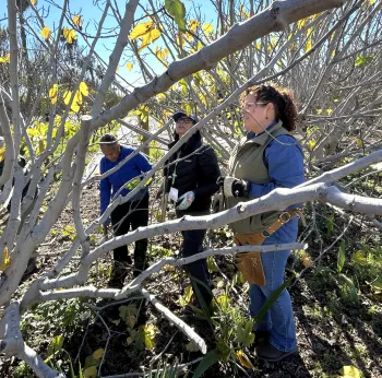 Master Gardener volunteers pruning a fruit tree.