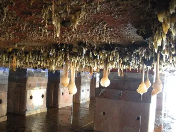Image of marine invasive organism growing on and hanging down from a building ceiling.