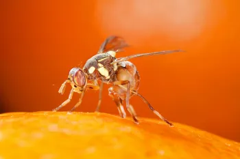 An oriental fruit fly on undertermined orange citrus