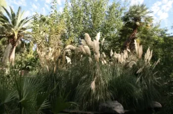 Image of invasive pampas grass plant.